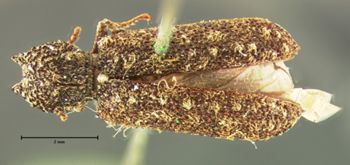 Media type: image;   Entomology 3662 Aspect: habitus dorsal view